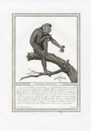 Storia Naturale 1812 Jacob Antique Prints Barbary Macaques - Panteek Antique Prints