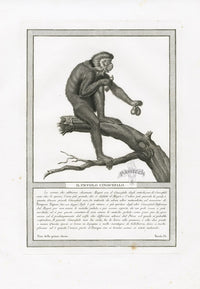 Storia Naturale 1812 Jacob Antique Prints Barbary Macaques - Panteek Antique Prints