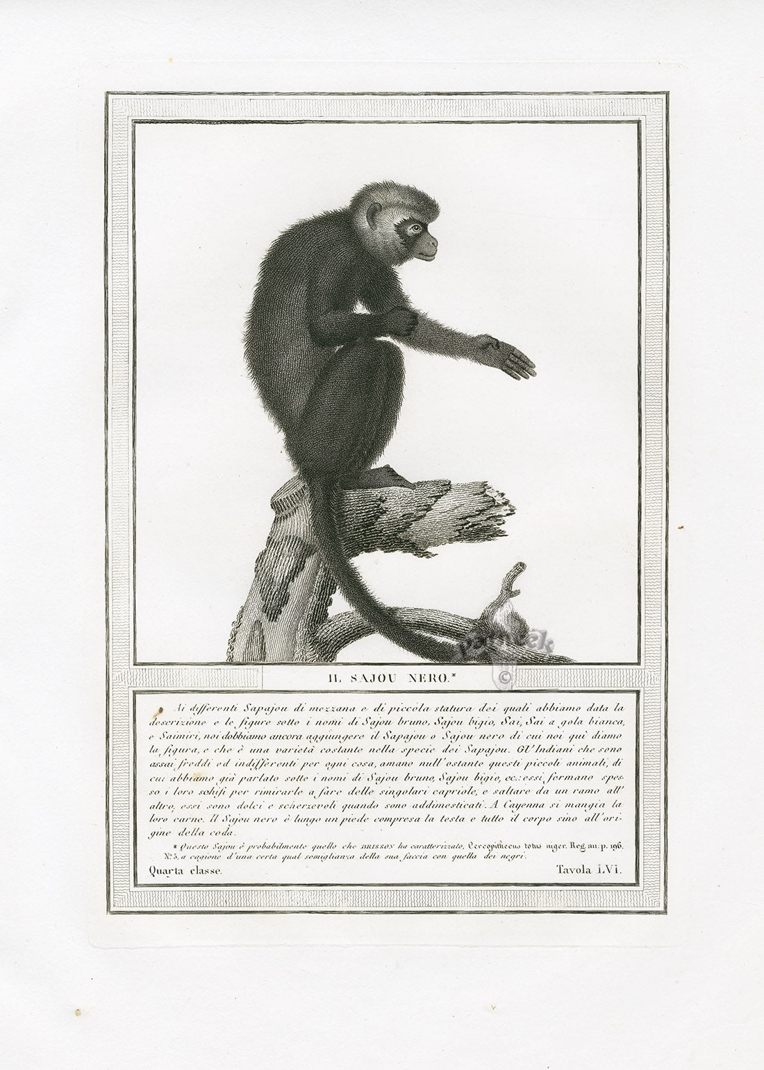 Storia Naturale 1812 Jacob Antique Prints Black Capuchin