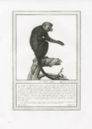 Storia Naturale 1812 Jacob Antique Prints Black Capuchin - Panteek Antique Prints