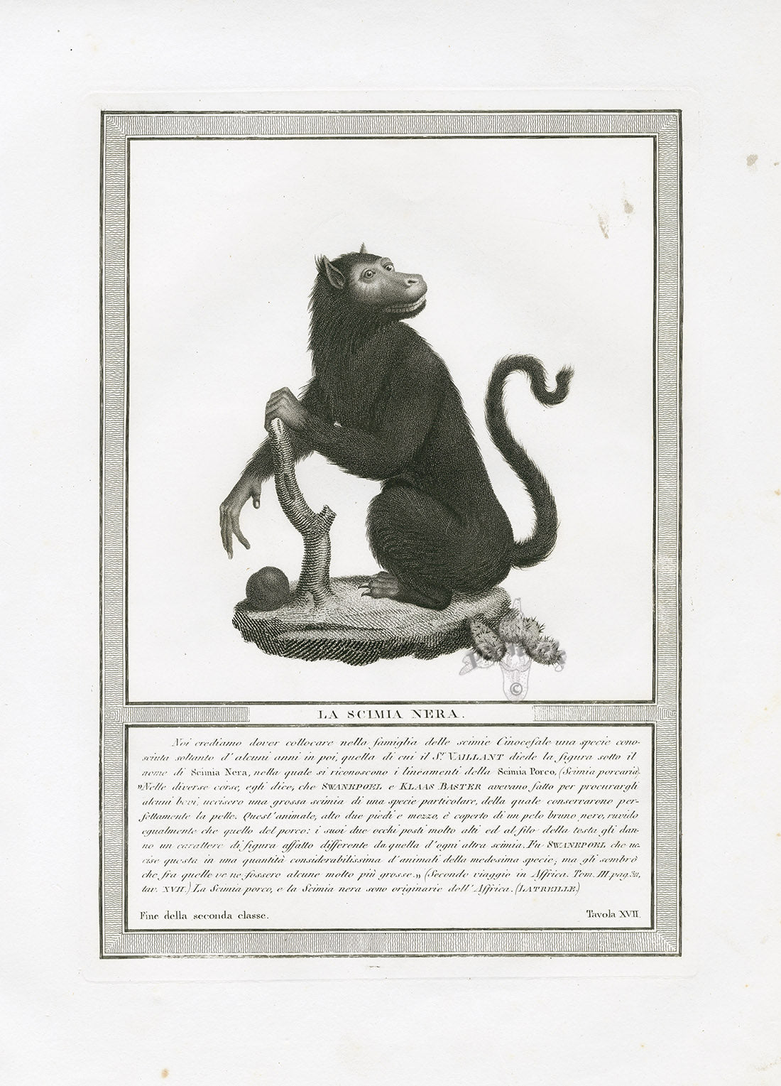 Storia Naturale 1812 Jacob Antique Prints Black Monkey