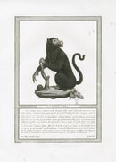 Storia Naturale 1812 Jacob Antique Prints Black Monkey - Panteek Antique Prints