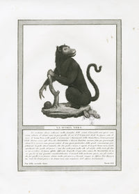 Storia Naturale 1812 Jacob Antique Prints Black Monkey - Panteek Antique Prints