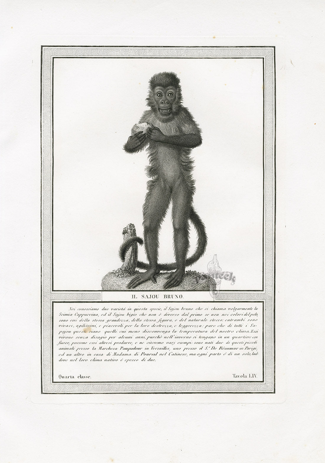 Storia Naturale 1812 Jacob Antique Prints Brown Saijou