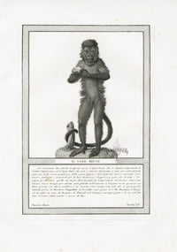 Storia Naturale 1812 Jacob Antique Prints Brown Saijou - Panteek Antique Prints