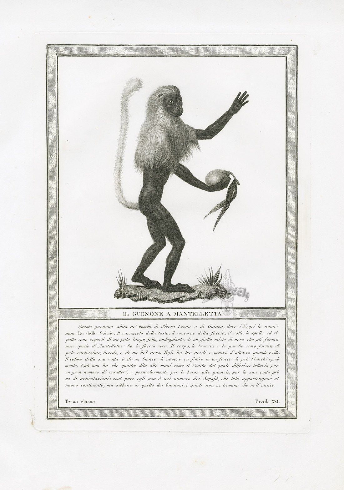 Storia Naturale 1812 Jacob Antique Prints Cape-tailed Guenone