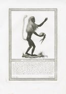 Storia Naturale 1812 Jacob Antique Prints Cape-tailed Guenone - Panteek Antique Prints