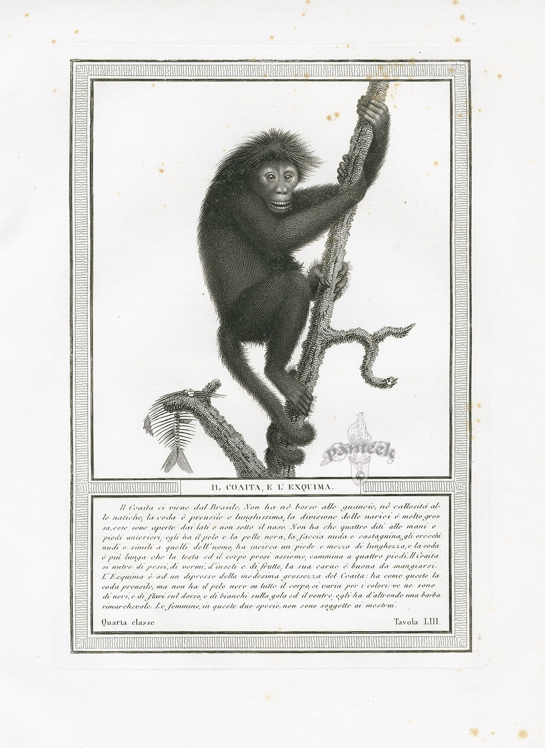 Storia Naturale 1812 Jacob Antique Prints Coaita and Exquima