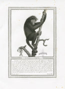 Storia Naturale 1812 Jacob Antique Prints Coaita and Exquima - Panteek Antique Prints