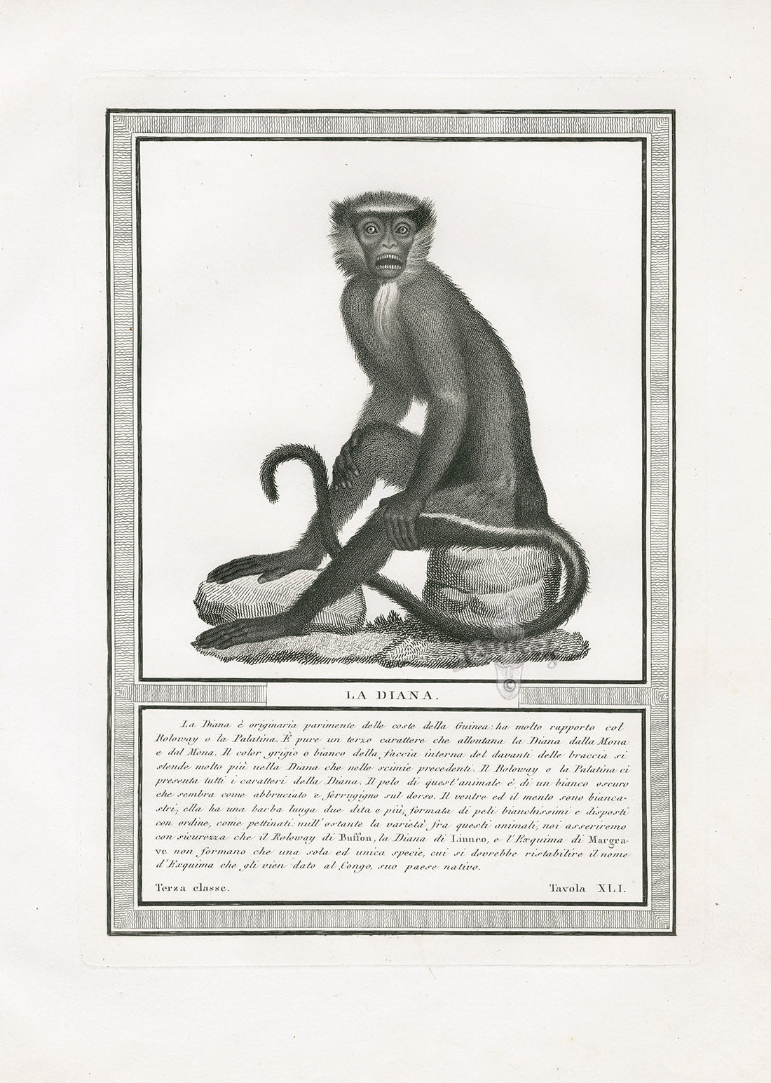 Storia Naturale 1812 Jacob Antique Prints Diana Monkey