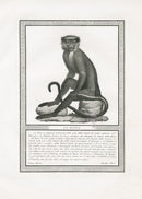 Storia Naturale 1812 Jacob Antique Prints Diana Monkey - Panteek Antique Prints