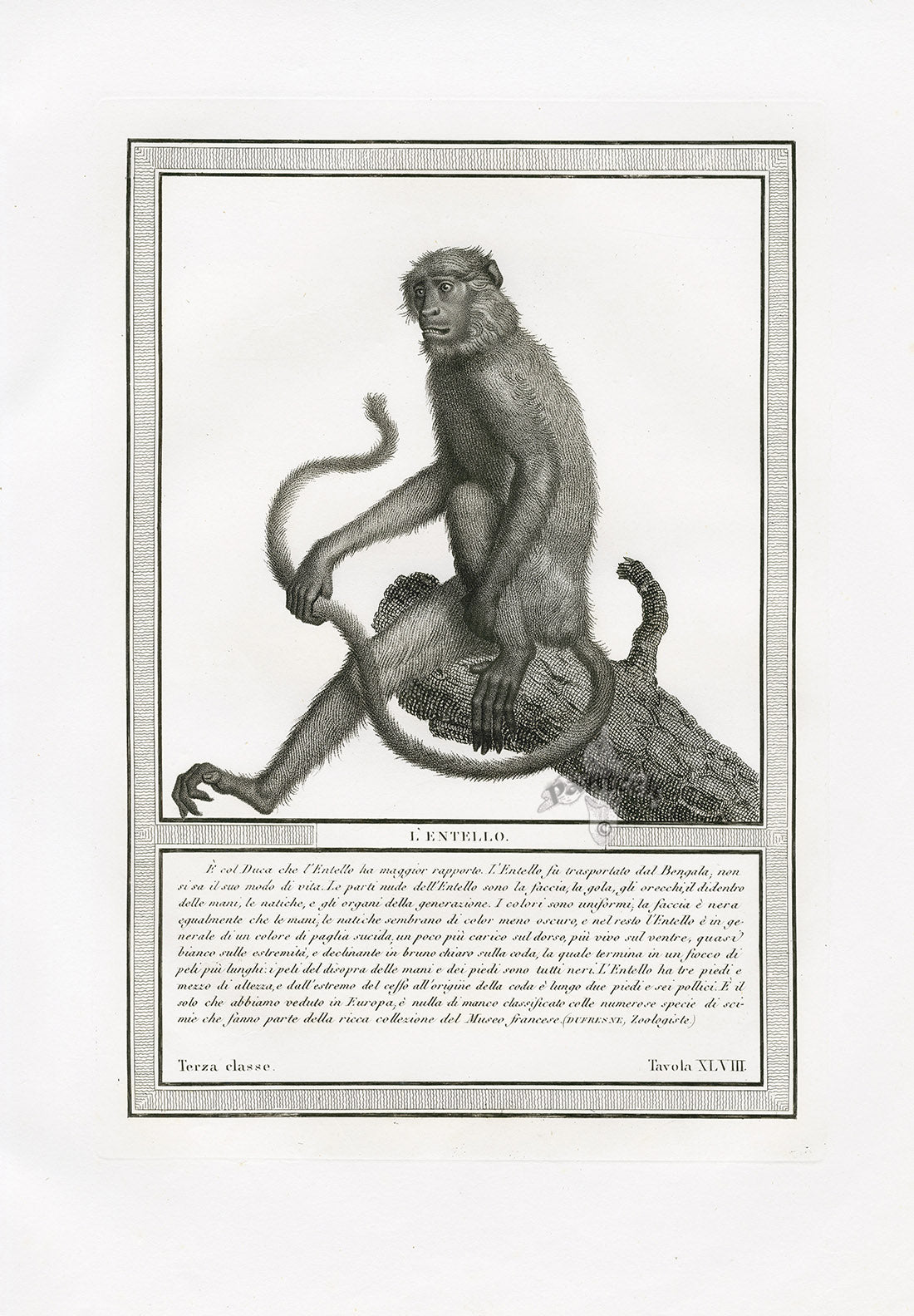 Storia Naturale 1812 Jacob Antique Prints Entelle Langur