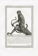 Storia Naturale 1812 Jacob Antique Prints Entelle Langur - Panteek Antique Prints
