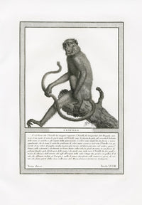 Storia Naturale 1812 Jacob Antique Prints Entelle Langur - Panteek Antique Prints