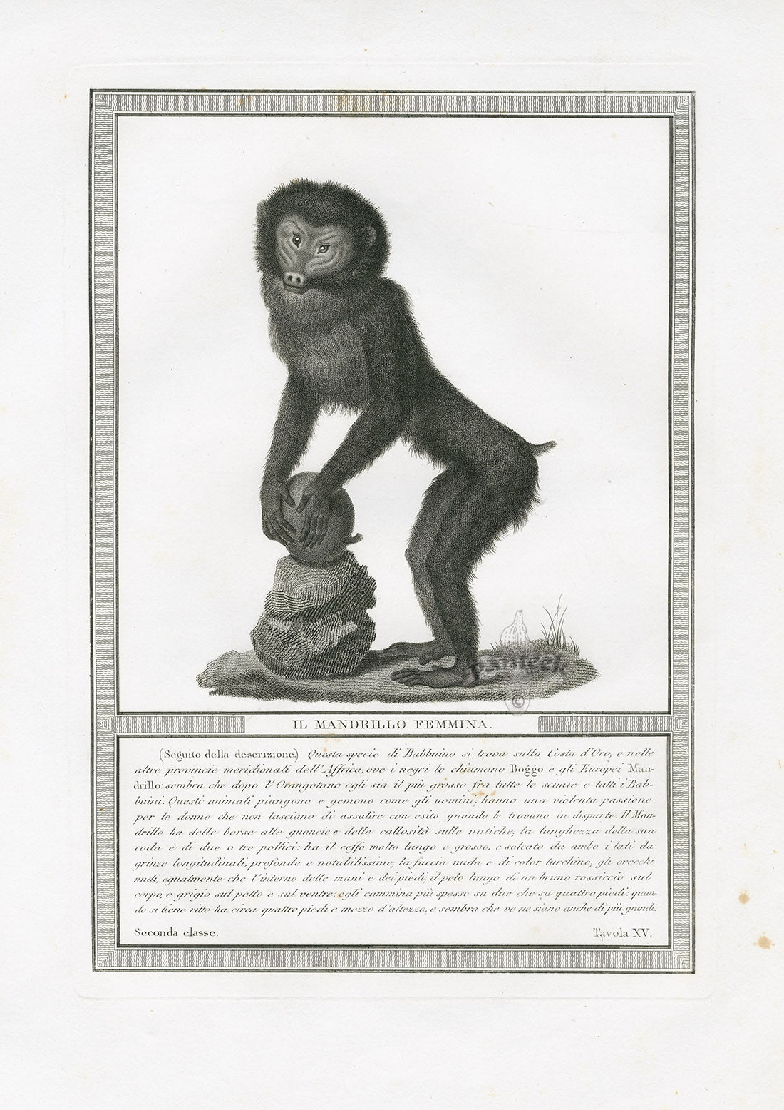 Storia Naturale 1812 Jacob Antique Prints Female Mandrill