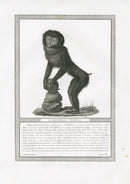 Storia Naturale 1812 Jacob Antique Prints Female Mandrill - Panteek Antique Prints