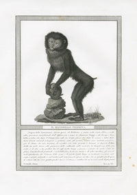 Storia Naturale 1812 Jacob Antique Prints Female Mandrill - Panteek Antique Prints