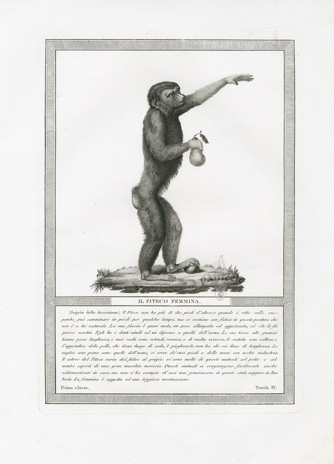 Storia Naturale 1812 Jacob Antique Prints Female Piteco