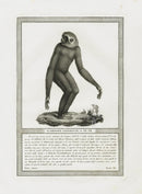 Storia Naturale 1812 Jacob Antique Prints Gibbon - Panteek Antique Prints