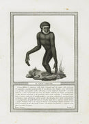 Storia Naturale 1812 Jacob Antique Prints Great Gibbon - Panteek Antique Prints