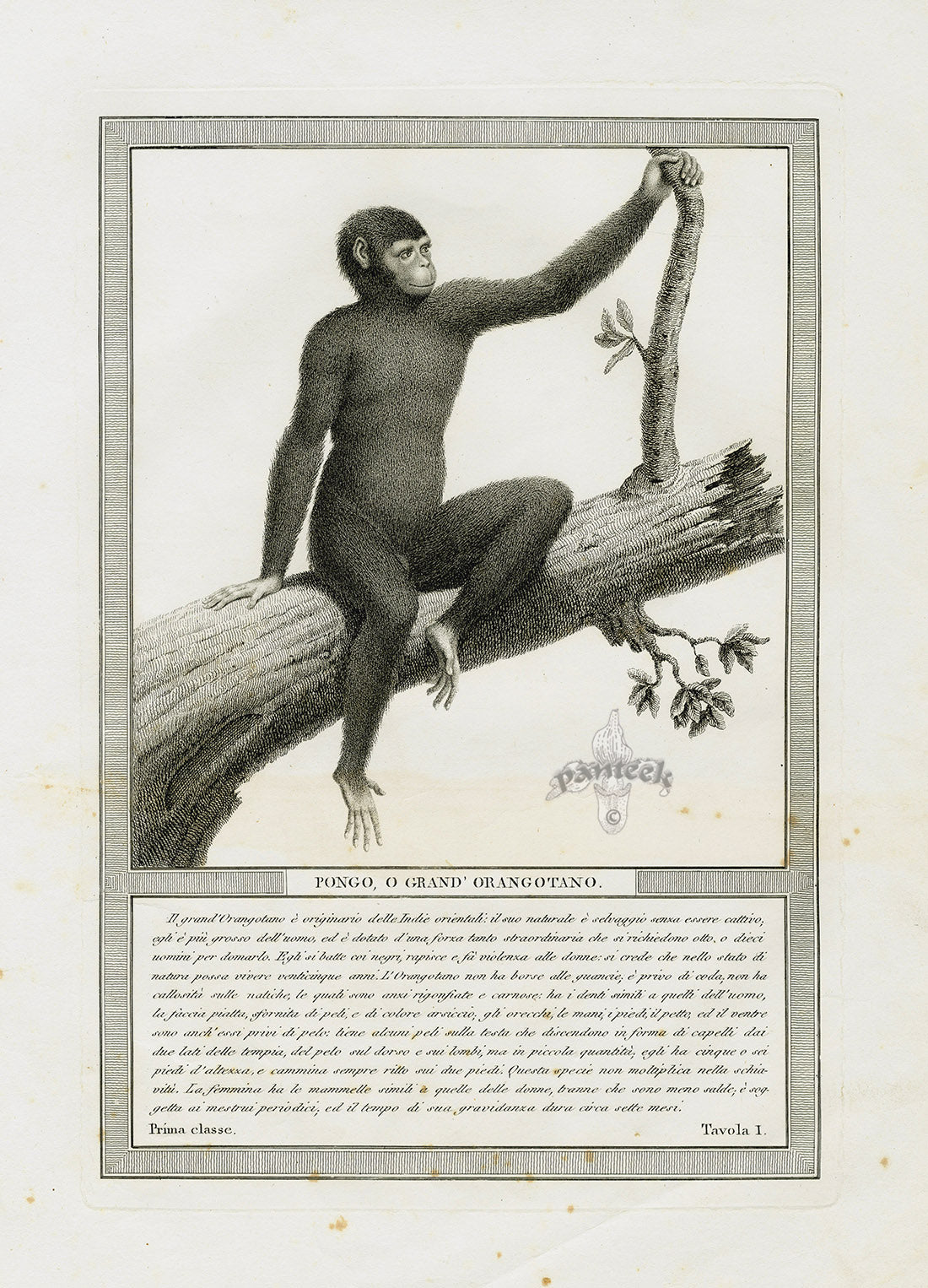 Storia Naturale 1812 Jacob Antique Prints Great Orangutan