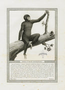 Storia Naturale 1812 Jacob Antique Prints Great Orangutan - Panteek Antique Prints