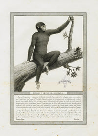 Storia Naturale 1812 Jacob Antique Prints Great Orangutan - Panteek Antique Prints