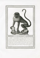 Storia Naturale 1812 Jacob Antique Prints Guenon - Panteek Antique Prints