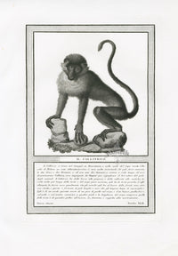 Storia Naturale 1812 Jacob Antique Prints Guenon - Panteek Antique Prints