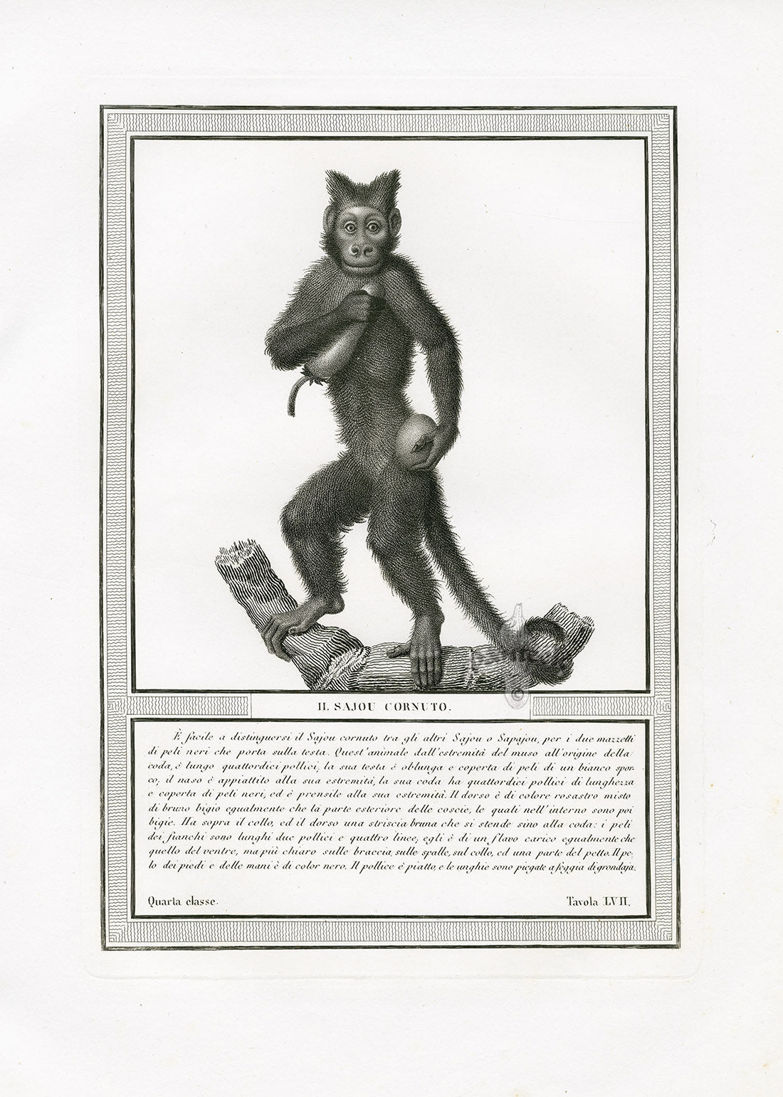 Storia Naturale 1812 Jacob Antique Prints Horned Monkey