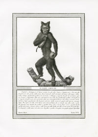 Storia Naturale 1812 Jacob Antique Prints Horned Monkey - Panteek Antique Prints