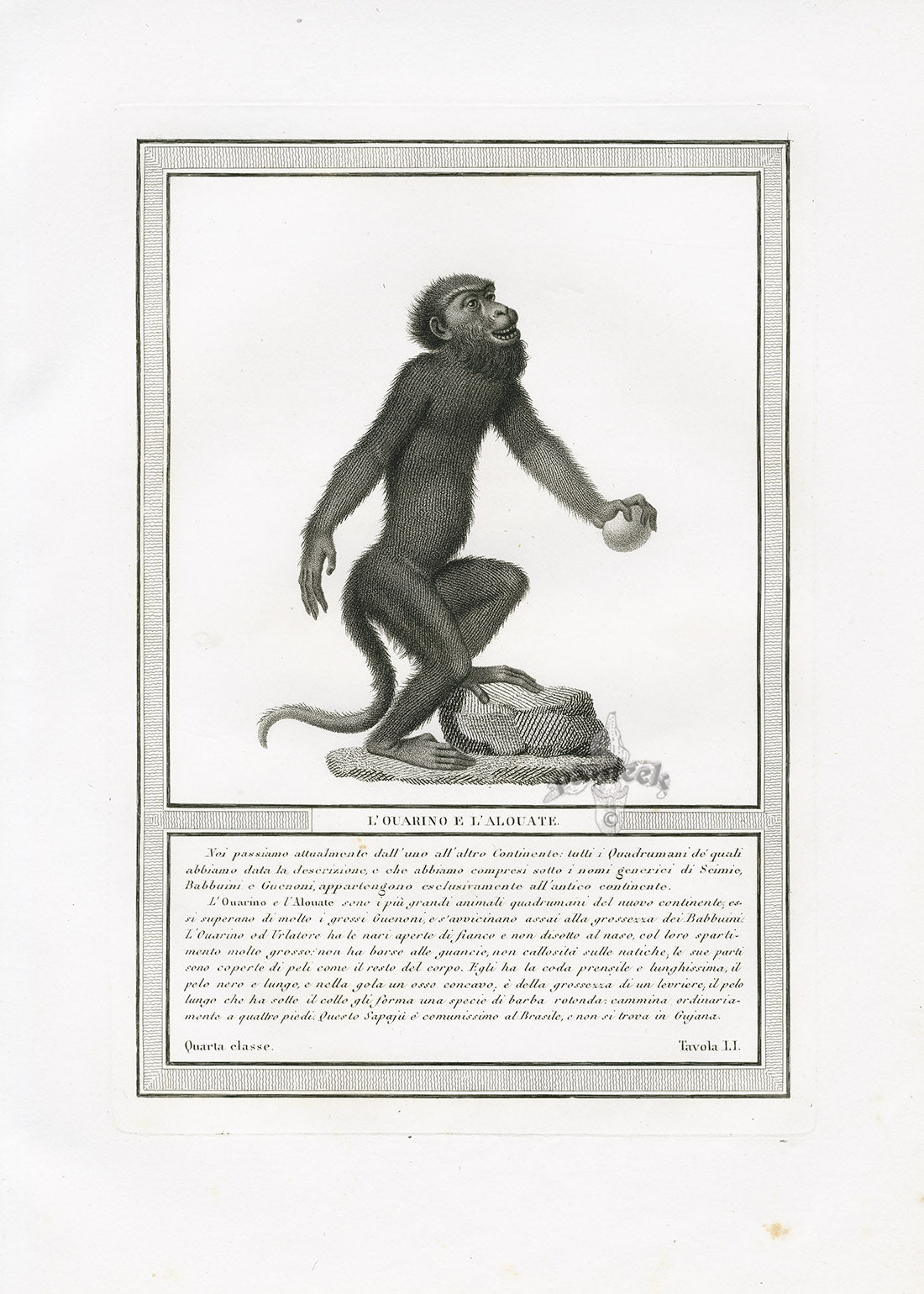 Storia Naturale 1812 Jacob Antique Prints Howler Monkey