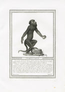 Storia Naturale 1812 Jacob Antique Prints Howler Monkey - Panteek Antique Prints