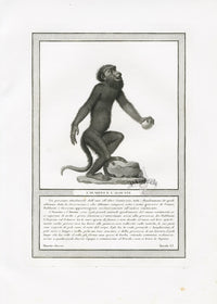 Storia Naturale 1812 Jacob Antique Prints Howler Monkey - Panteek Antique Prints