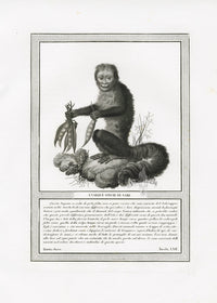 Storia Naturale 1812 Jacob Antique Prints L'Yarque Saki - Panteek Antique Prints