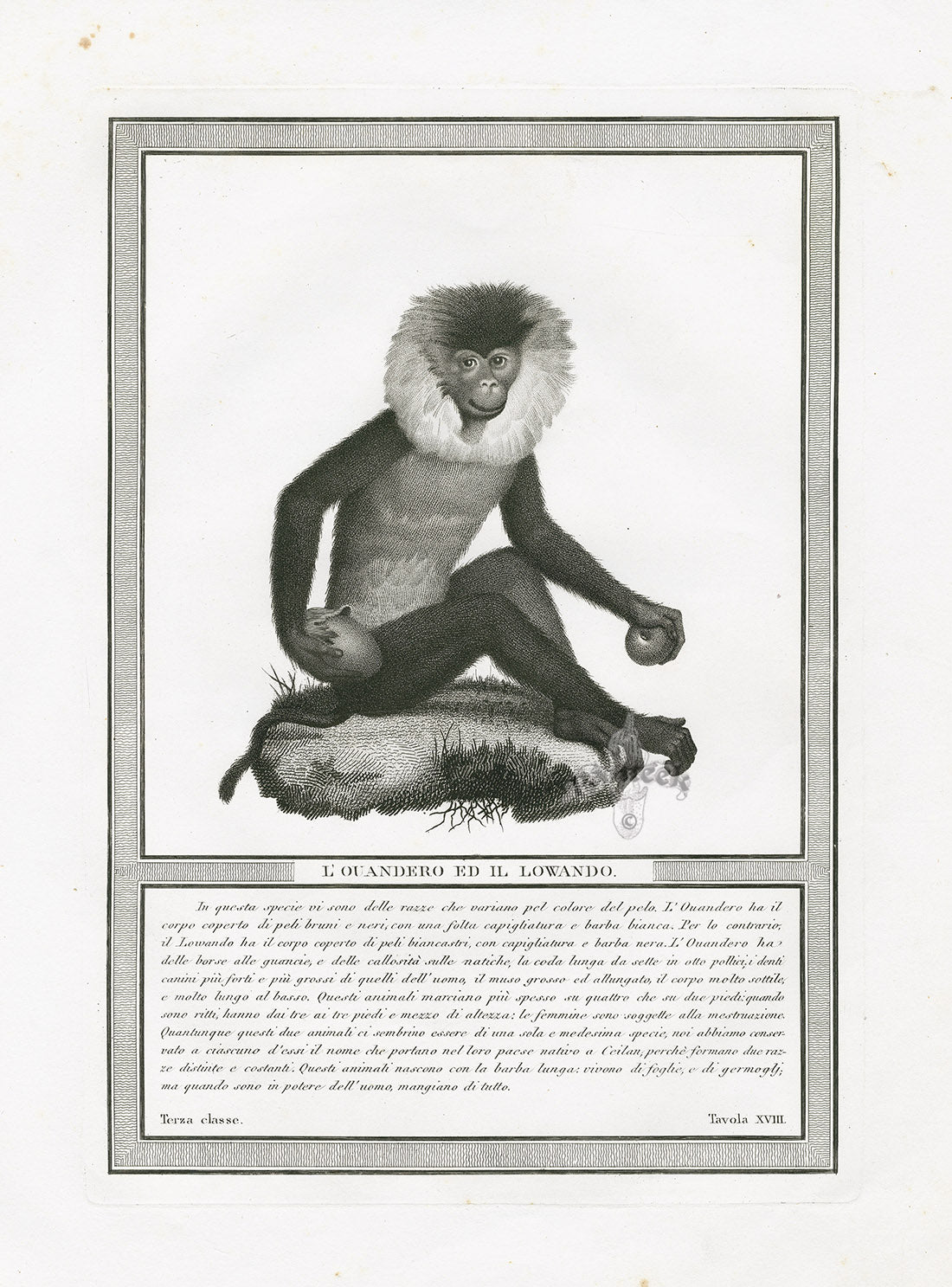 Storia Naturale 1812 Jacob Antique Prints Lion-tailed Macaque