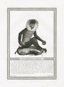 Storia Naturale 1812 Jacob Antique Prints Lion-tailed Macaque - Panteek Antique Prints