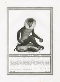 Storia Naturale 1812 Jacob Antique Prints Lion-tailed Macaque - Panteek Antique Prints