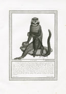 Storia Naturale 1812 Jacob Antique Prints Long-Faced Guenon - Panteek Antique Prints