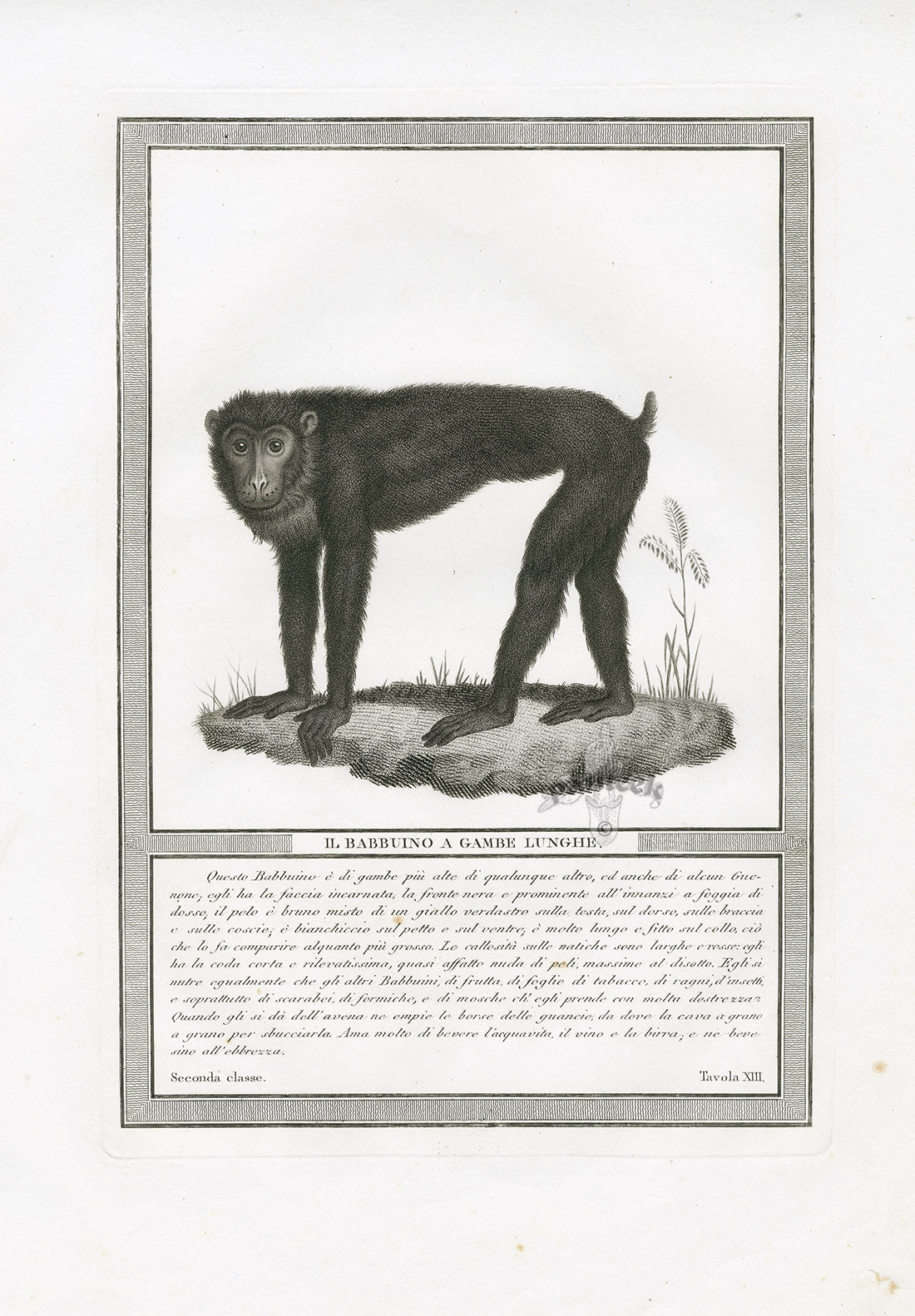 Storia Naturale 1812 Jacob Antique Prints Long-Legged Baboon
