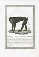 Storia Naturale 1812 Jacob Antique Prints Long-Legged Baboon - Panteek Antique Prints