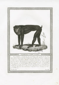 Storia Naturale 1812 Jacob Antique Prints Long-Legged Baboon - Panteek Antique Prints