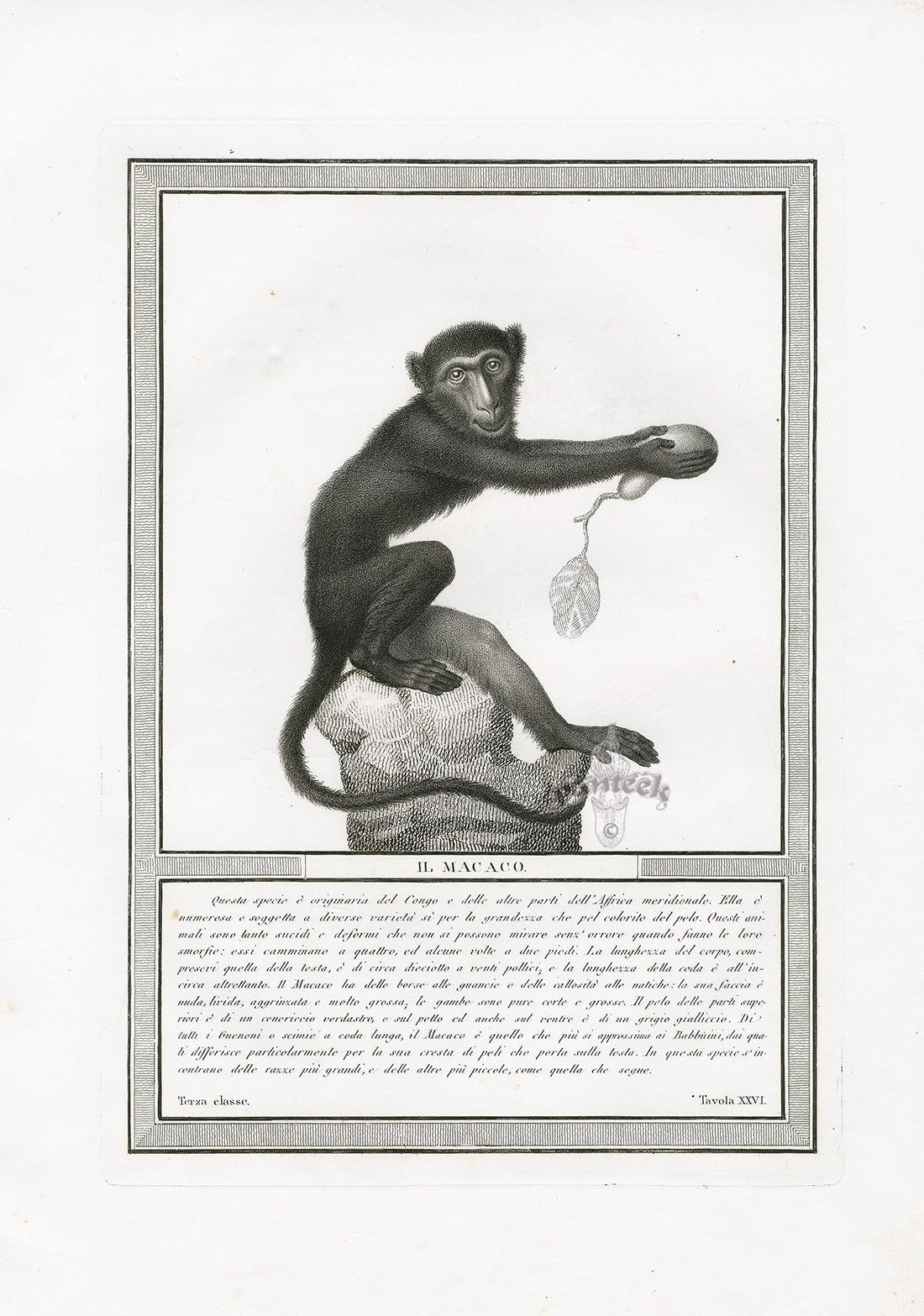 Storia Naturale 1812 Jacob Antique Prints Macaque
