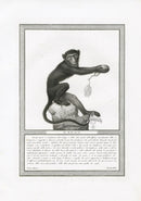 Storia Naturale 1812 Jacob Antique Prints Macaque - Panteek Antique Prints