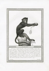 Storia Naturale 1812 Jacob Antique Prints Macaque - Panteek Antique Prints