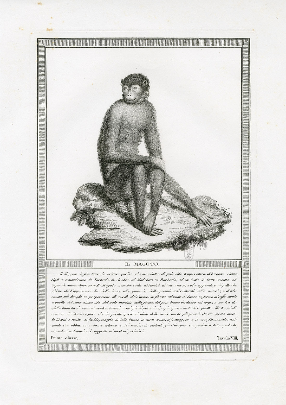 Storia Naturale 1812 Jacob Antique Prints Magot