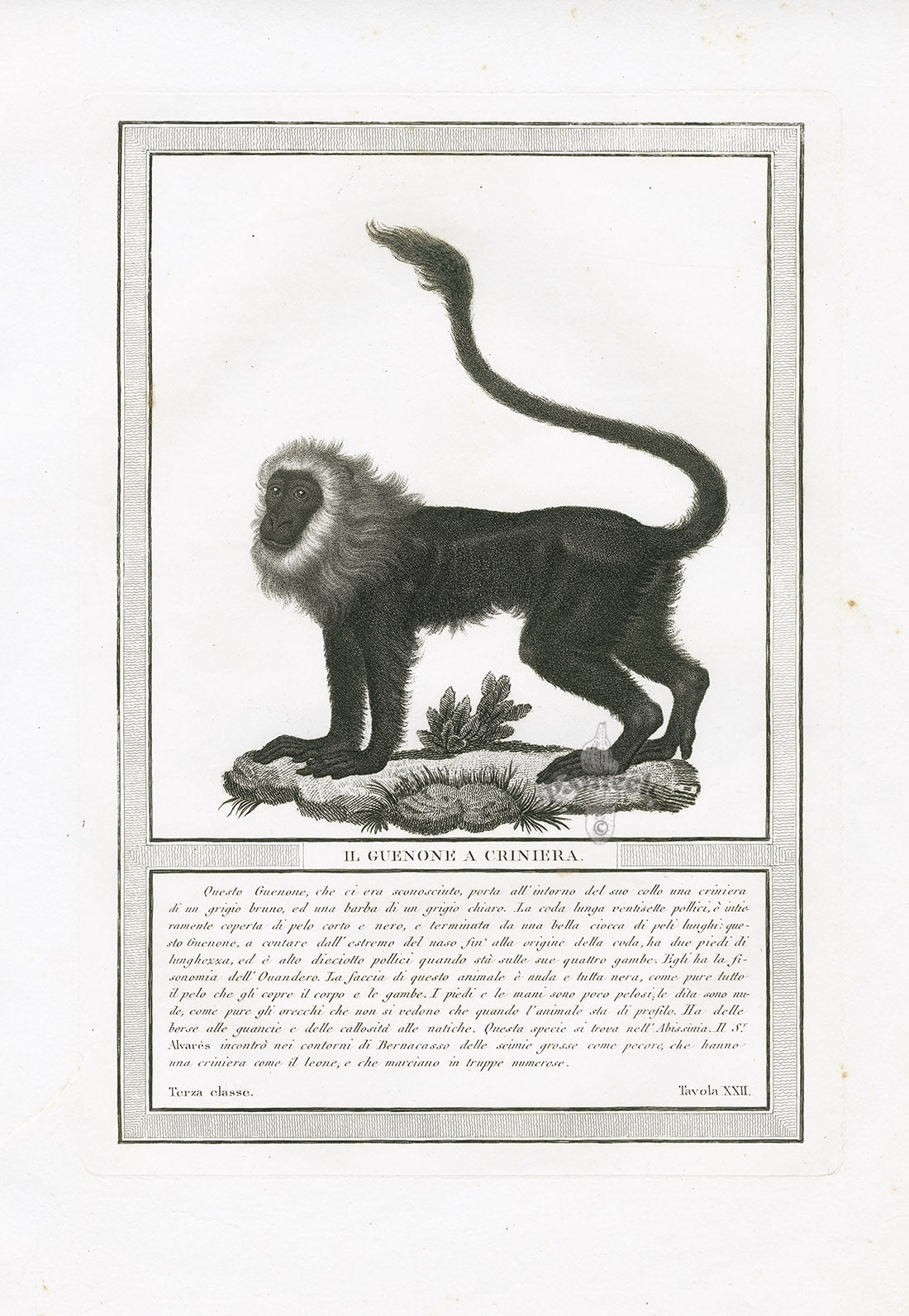 Storia Naturale 1812 Jacob Antique Prints Maned Guenon
