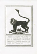 Storia Naturale 1812 Jacob Antique Prints Maned Guenon - Panteek Antique Prints
