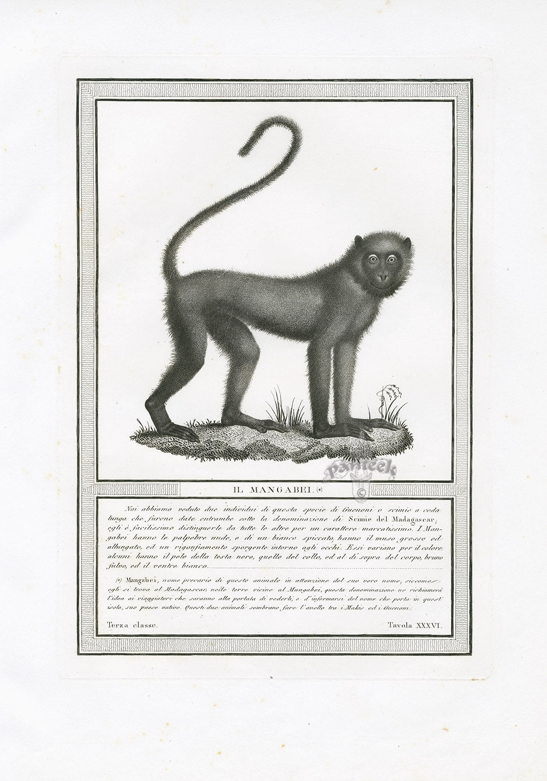 Storia Naturale 1812 Jacob Antique Prints Mangabey