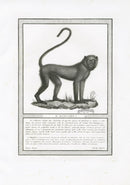 Storia Naturale 1812 Jacob Antique Prints Mangabey - Panteek Antique Prints